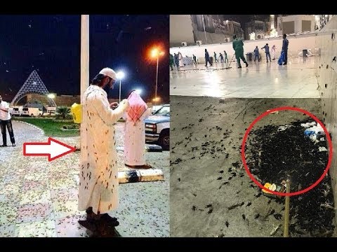 Invasion de grillons dans l’enceinte de La Mecque.