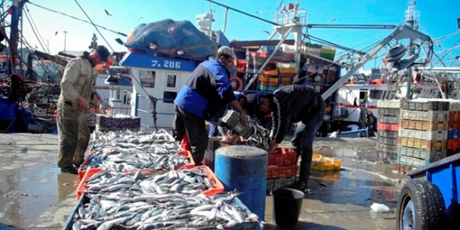 La pêche maritime rapporte au Maroc 2,6 milliards de dollars chaque année