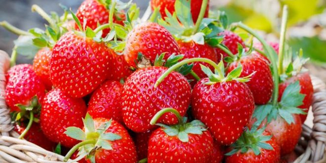 Agriculture : Le Maroc s’arroge 2 % de la production mondiale de fraises