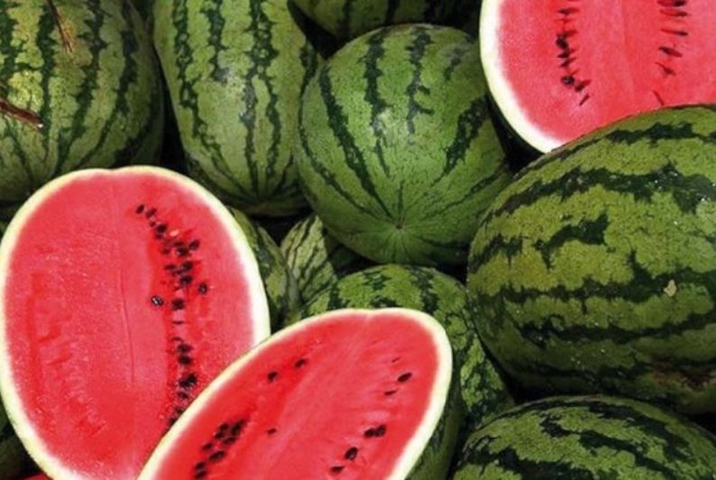 A cause de la sécheresse, la production des pastèques à Zagora va baisser de 1/4 cette saison