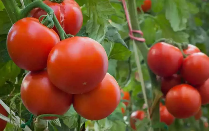 La forte hausse des exportations marocaines de tomates vers l’Europe et les nouvelles exploitations au Sahara inquiètent les producteurs espagnols
