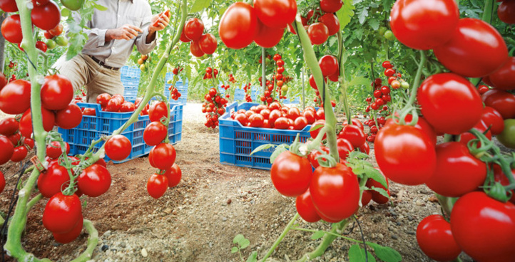 Avec 1 milliard de dollars, les exportations marocaines de tomates établissent un nouveau record en 2023