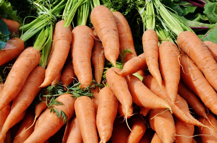 Agriculture. Le Maroc augmente massivement ses exportations de carottes vers l’Espagne