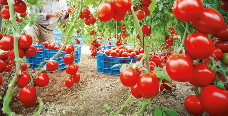 Pourquoi l’Espagne mène une guerre sans merci contre les exportations des tomates marocaines vers l’Europe