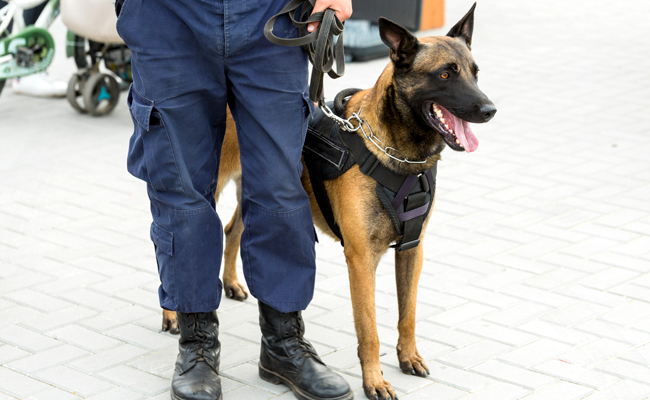 Maroc. Sécurité: pour 6 millions de dirhams, Glonet va déployer ses maîtres-chiens au port de Casablanca