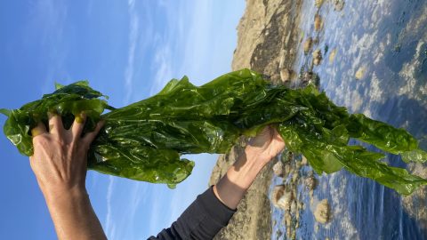 Maroc. La famille Zniber va élever des algues sur 15 hectares au large de Safi