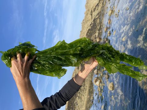 Maroc. La famille Zniber va élever des algues sur 15 hectares au large de Safi