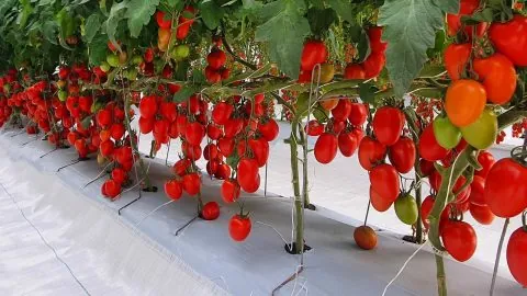 Exclusif. Bientôt, de nouvelles variétés de tomates israéliennes dans l’assiette des Marocains