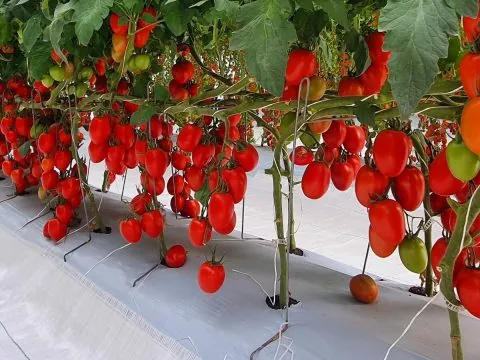 Exclusif. Bientôt, de nouvelles variétés de tomates israéliennes dans l’assiette des Marocains