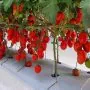 Exclusif. Bientôt, de nouvelles variétés de tomates israéliennes dans l’assiette des Marocains