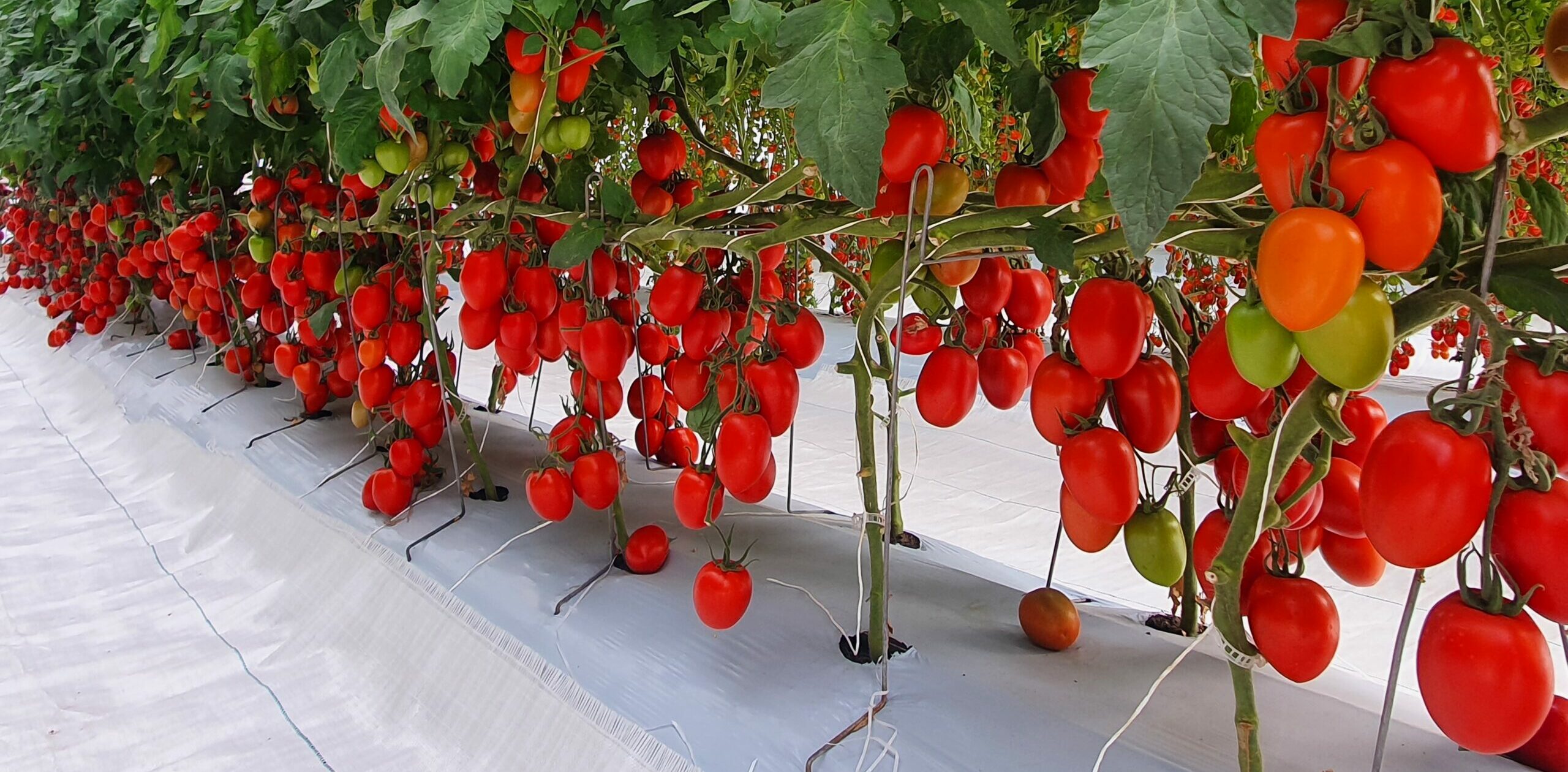 Exclusif. Bientôt, de nouvelles variétés de tomates israéliennes dans l’assiette des Marocains