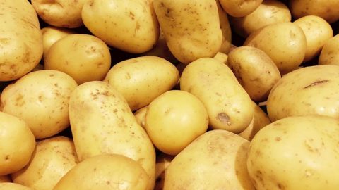Loin de son record de 2018, la pomme de terre marocaine rebondit à l’export avec 15 millions de dollars