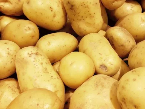 Loin de son record de 2018, la pomme de terre marocaine rebondit à l’export avec 15 millions de dollars