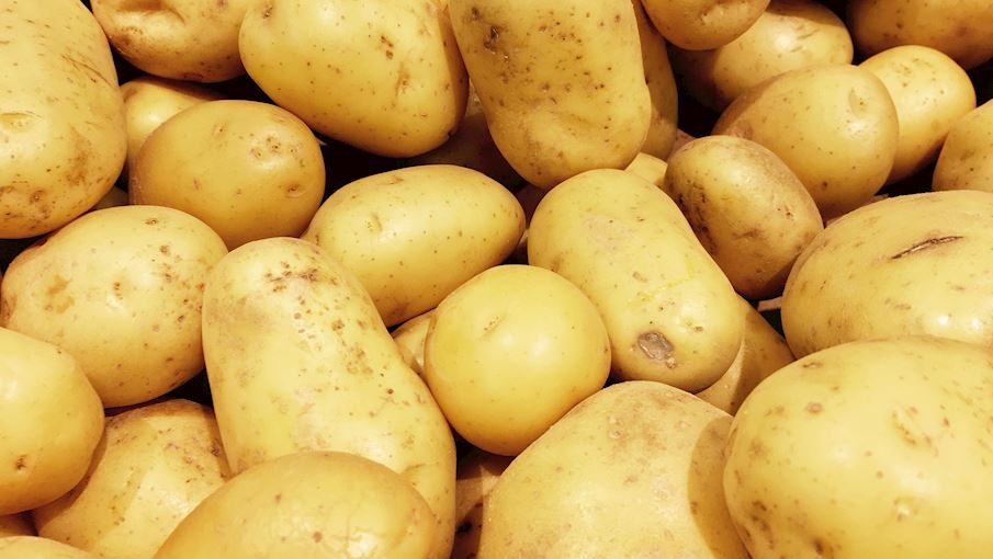 Loin de son record de 2018, la pomme de terre marocaine rebondit à l’export avec 15 millions de dollars