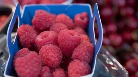 Le Maroc renforce sa position de leader mondial de la framboise avec un record d’exportations