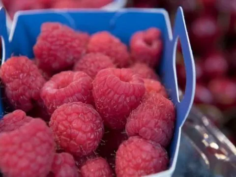 Le Maroc renforce sa position de leader mondial de la framboise avec un record d’exportations