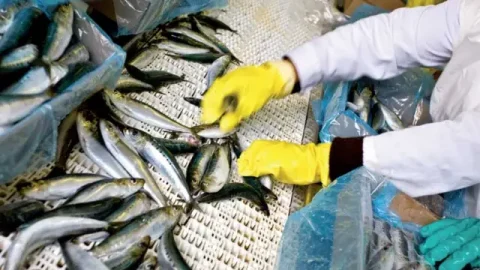 La famille Zniber prépare une nouvelle usine de conserves de poissons à Tan-Tan