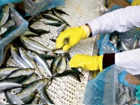 La famille Zniber prépare une nouvelle usine de conserves de poissons à Tan-Tan