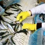 La famille Zniber prépare une nouvelle usine de conserves de poissons à Tan-Tan