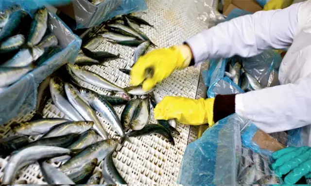 La famille Zniber prépare une nouvelle usine de conserves de poissons à Tan-Tan