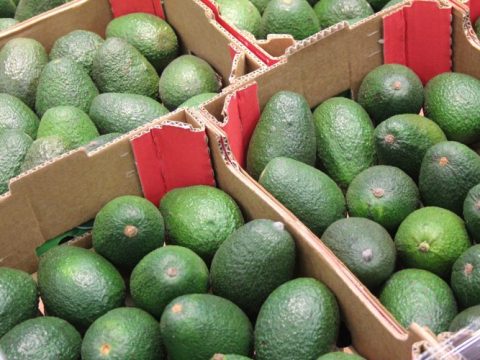 Devançant Kenya et l’Afrique du Sud, le Maroc s’impose comme le premier exportateur d’avocats d’Afrique