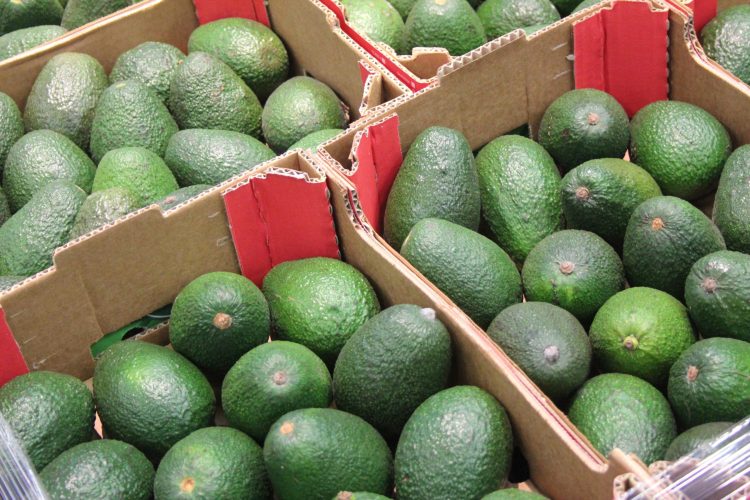 Devançant Kenya et l’Afrique du Sud, le Maroc s’impose comme le premier exportateur d’avocats d’Afrique