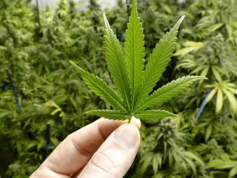 Cannabis légal : le Maroc dépasse 260 millions de dollars d’exportations