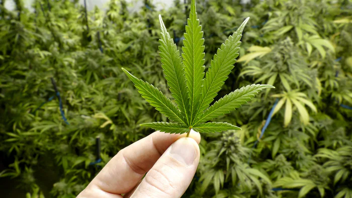 Cannabis légal : le Maroc dépasse 260 millions de dollars d’exportations