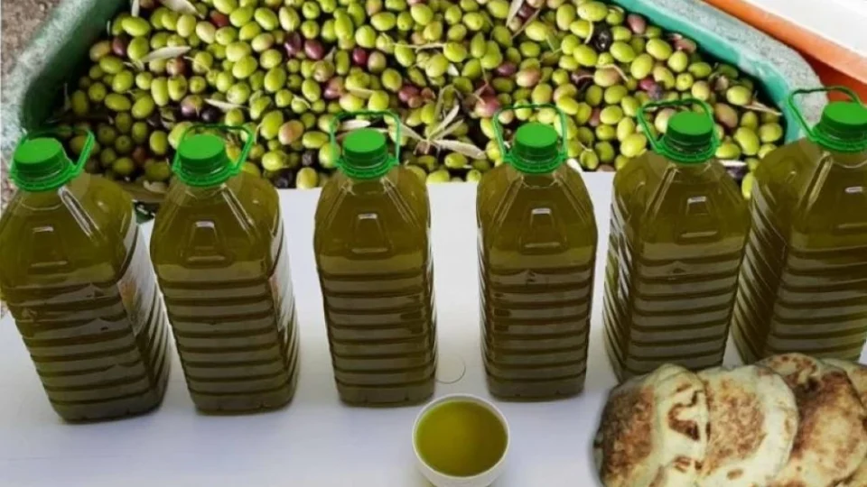Chute drastique la récolte oléicole de l’huile d’olive marocaine avec des prix qui s’effondrent