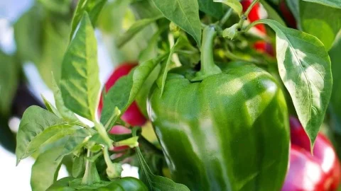 Royaume-Uni : le Maroc double ses exportations de poivrons à 8 100 tonnes en 2025