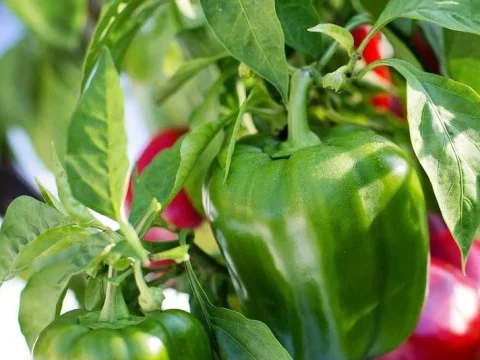 Royaume-Uni : le Maroc double ses exportations de poivrons à 8 100 tonnes en 2025