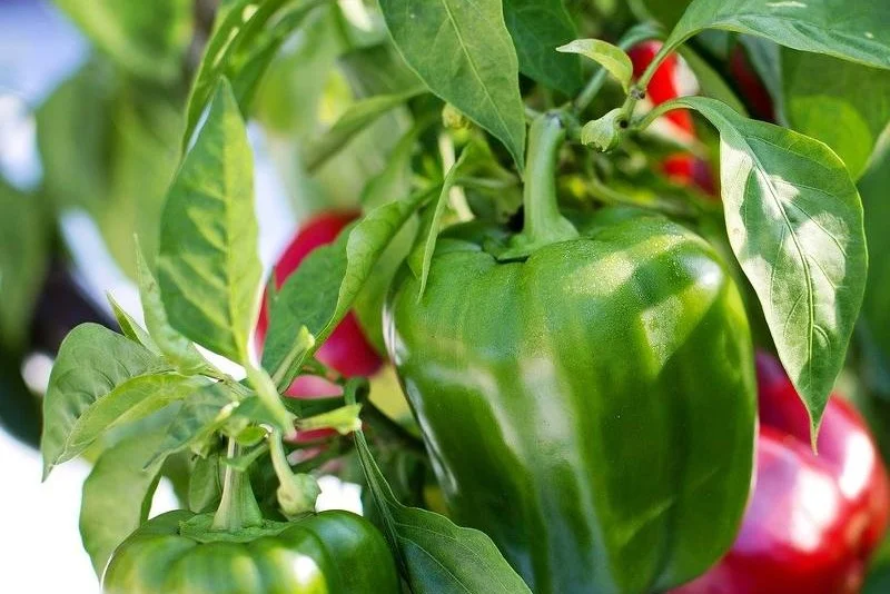 Royaume-Uni : le Maroc double ses exportations de poivrons à 8 100 tonnes en 2025