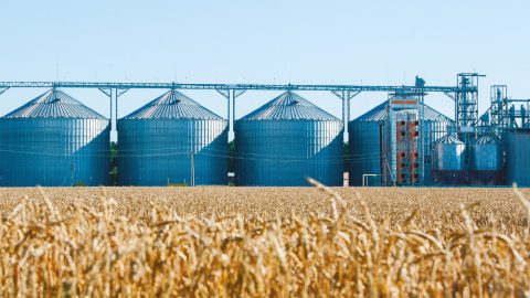Au Maroc, une récolte de blé record qui masque les faiblesses du modèle agricole
