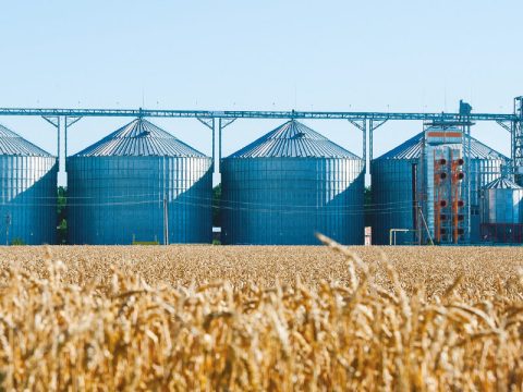 Au Maroc, une récolte de blé record qui masque les faiblesses du modèle agricole