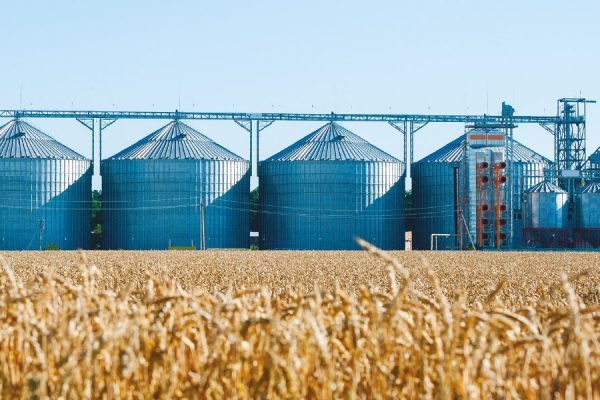 Au Maroc, une récolte de blé record qui masque les faiblesses du modèle agricole