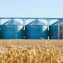 Au Maroc, une récolte de blé record qui masque les faiblesses du modèle agricole