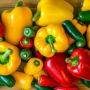 Poivrons doux : le Maroc s’affranchit des plateformes espagnoles et néerlandaises pour conquérir le marché scandinave