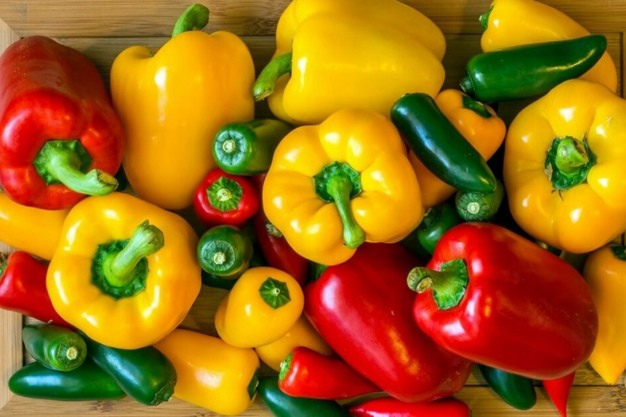 Poivrons doux : le Maroc s’affranchit des plateformes espagnoles et néerlandaises pour conquérir le marché scandinave