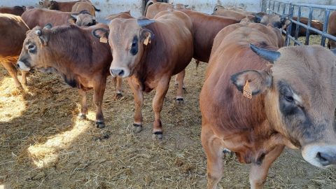 Bovins : comment le verrou marocain fait trembler l&rsquo;élevage espagnol