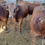 Bovins : comment le verrou marocain fait trembler l&rsquo;élevage espagnol