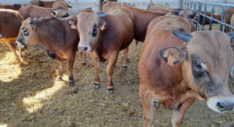Bovins : comment le verrou marocain fait trembler l&rsquo;élevage espagnol