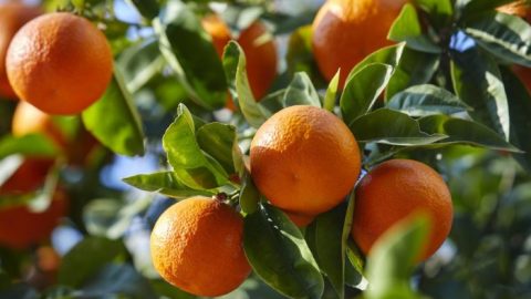 Le Maroc devient le premier fournisseur de mandarines à l’Irlande