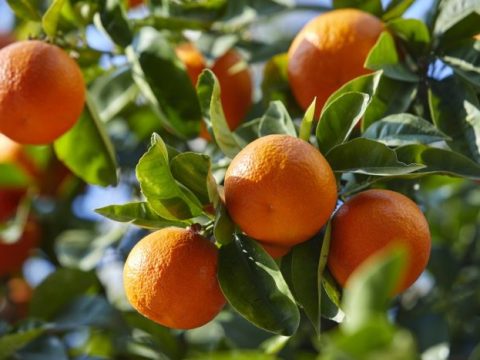 Le Maroc devient le premier fournisseur de mandarines à l’Irlande