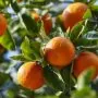 Le Maroc devient le premier fournisseur de mandarines à l’Irlande