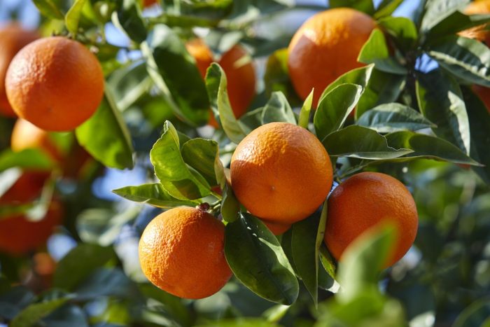 Le Maroc devient le premier fournisseur de mandarines à l’Irlande