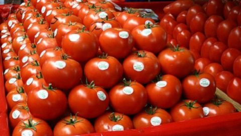 Exportations de tomates vers l’UE : le Maroc détrône l’Espagne et met la filière ibérique sous pression