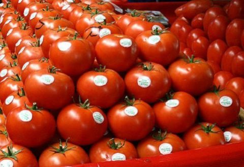 Exportations de tomates vers l’UE : le Maroc détrône l’Espagne et met la filière ibérique sous pression