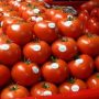 Exportations de tomates vers l’UE : le Maroc détrône l’Espagne et met la filière ibérique sous pression