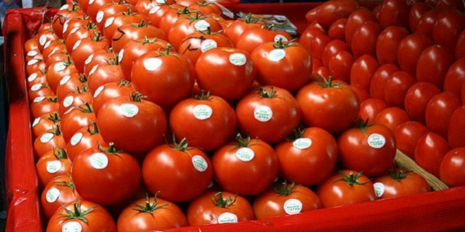 Exportations de tomates vers l’UE : le Maroc détrône l’Espagne et met la filière ibérique sous pression